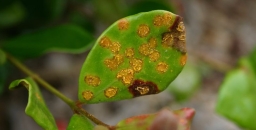 Help tackle the spread of myrtle rust