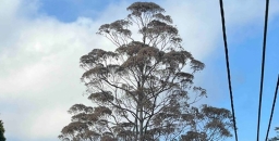 Have you observed large trees dying seemingly of natural causes?