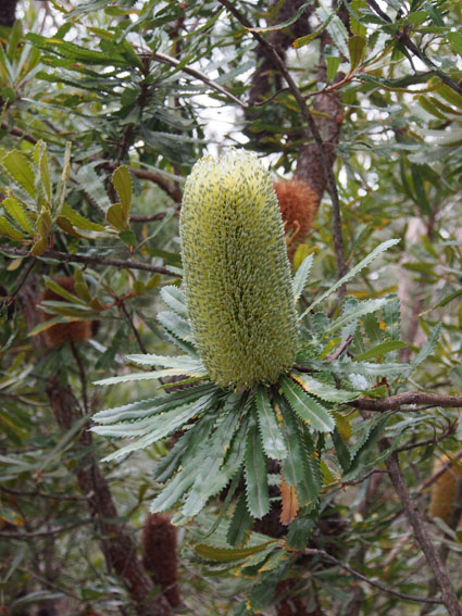 Banksia