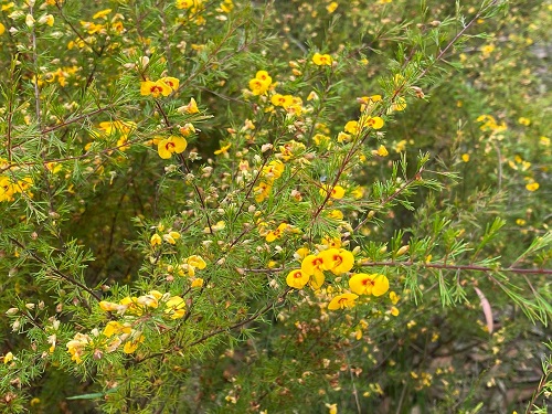 Dtenuifolia