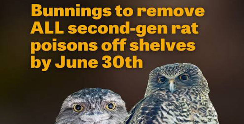 Good news for owls — sale of second-generation rat poisons to be restricted