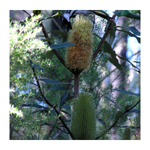 STEP SubmissionsGovernment Banksia