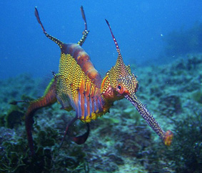 Seadragon