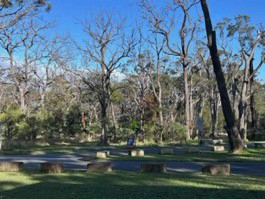 deadtrees1