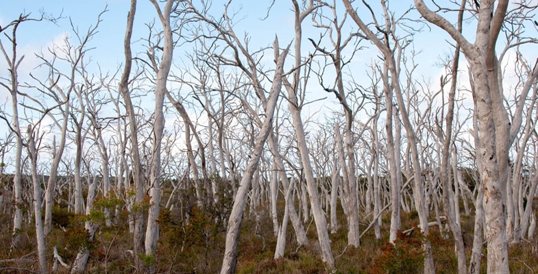 Citizen Science Project – Dead Tree Detective