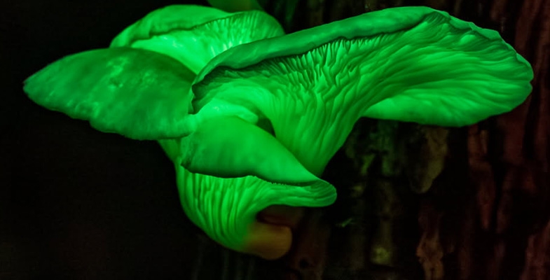 Fungi walk in Lane Cove Bushland Park