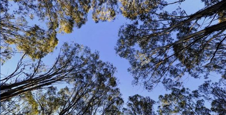 Proposed changes to penalties for illegal tree removal are welcome