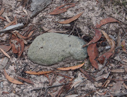 pebble