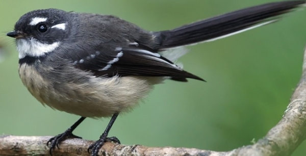 Some Facts About Grey Fantails