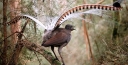 New Research Shows Lyrebirds Move More Litter and Soil than any other Digging Animal