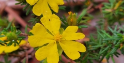 Hibbertia spanantha, the subject of a study of plant translocation