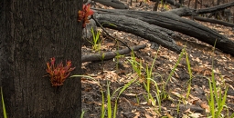 AABR’S Post-fire Wildlife Habitat Recovery Response