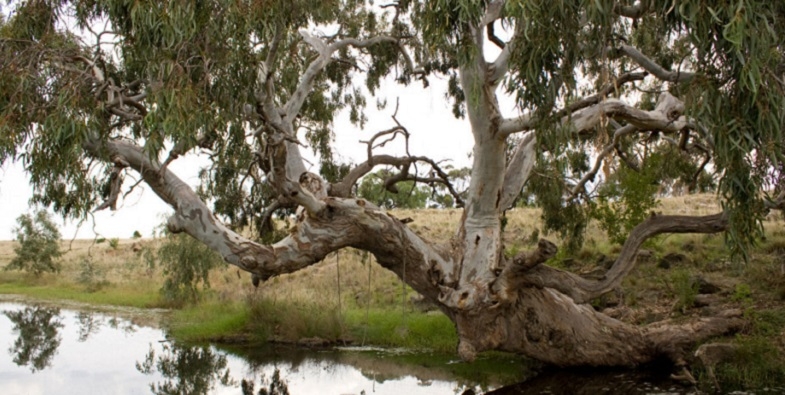 The River Red Gum is an Icon of the Driest Continent