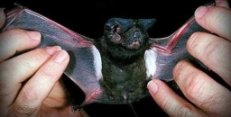 Microbats alive and well in South Turramurra