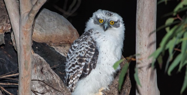 Powerful Owl at Chatswood High School – Threat Averted