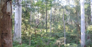 Climate Change Implications for Local Bushland