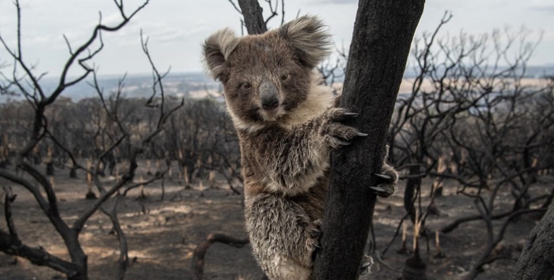 Clearing of Koala Habitat: Another NSW Government Decision Required