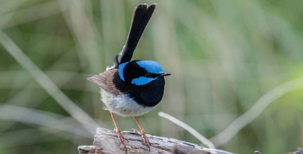 It isn&#039;t Easy being Blue – Cost of Colour in Fairy Wrens