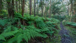 Ten Years of Blue Gum High Forest Protection