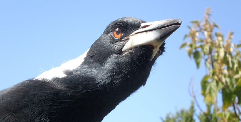 Magpies can Form Friendships with People – Here&#039;s How