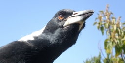 Magpies can Form Friendships with People – Here's How