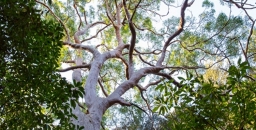 Hornsby Council Proposal to Water Down New Tree Protections