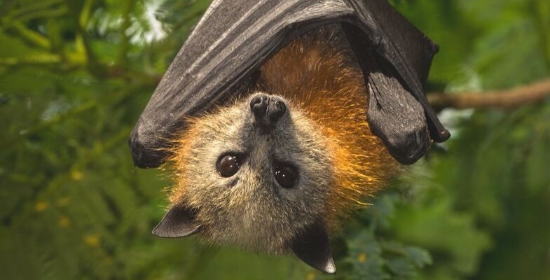 At Last, a Recovery Plan for the Grey-headed Flying-fox