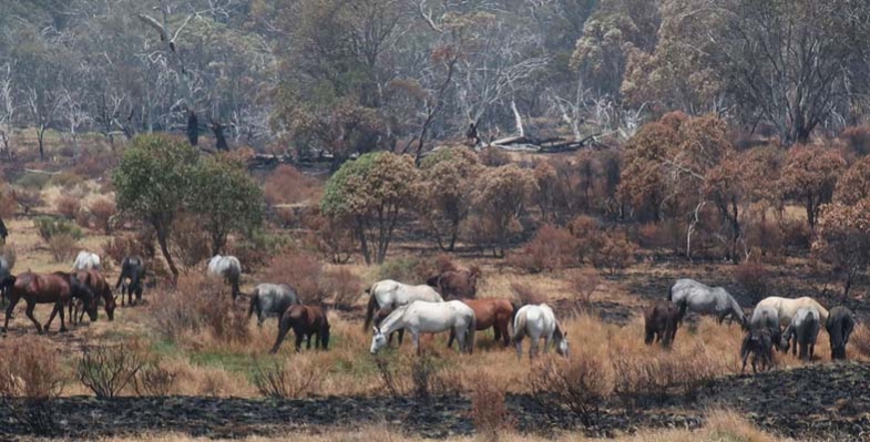 Will the NSW Government Amend its Policies on Feral Horses?